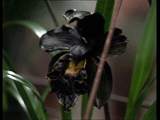 Black Orchid flower