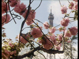 City Of Death blossoms flower